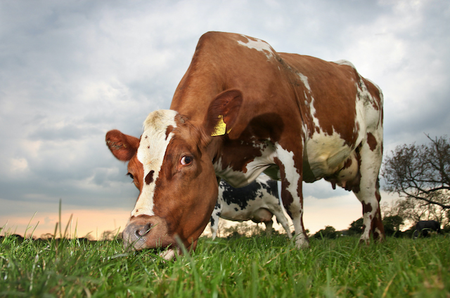 Acorn Dairy cow with sunset